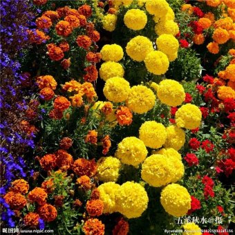 bibit benih bunga marigold mix yellow and orange flower lazada indonesia bibit benih bunga marigold mix yellow and orange flower lazada indonesia