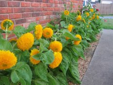 Bibit Benih Seeds Teddy Bear Sunflower Helianhus Annuss