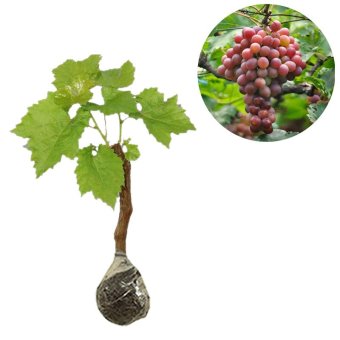 bibit tanaman bibit buah anggur prince 20cm lazada bibit tanaman bibit buah anggur prince 20cm lazada