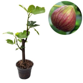 bibit tanaman bibit buah ara tin brown turkey ukuran bibit tanaman bibit buah ara tin brown turkey ukuran