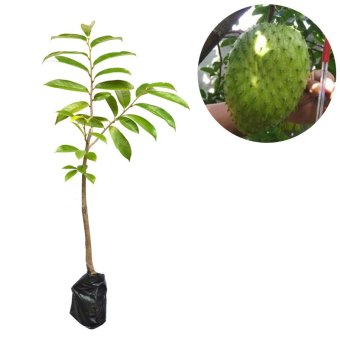 bibit tanaman bibit buah sirsak madu tinggi 60cm bibit tanaman bibit buah sirsak madu tinggi 60cm