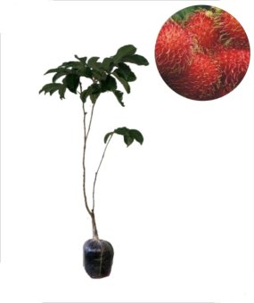 bibit tanaman murah rambutan garuda lazada indonesia bibit tanaman murah rambutan garuda lazada indonesia