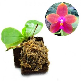 kebun bibit tanaman anggrek phalaenopsis venosa lazada indonesia kebun bibit tanaman anggrek phalaenopsis venosa lazada indonesia