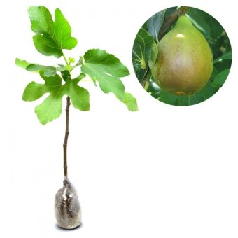 kebun bibit tanaman buah buah ara tin conadria 60cm kebun bibit tanaman buah buah ara tin conadria 60cm