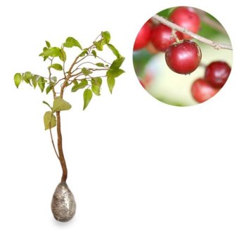 kebunbibit tanaman buah langka lobi lobi 40cm lazada kebunbibit tanaman buah langka lobi lobi 40cm lazada