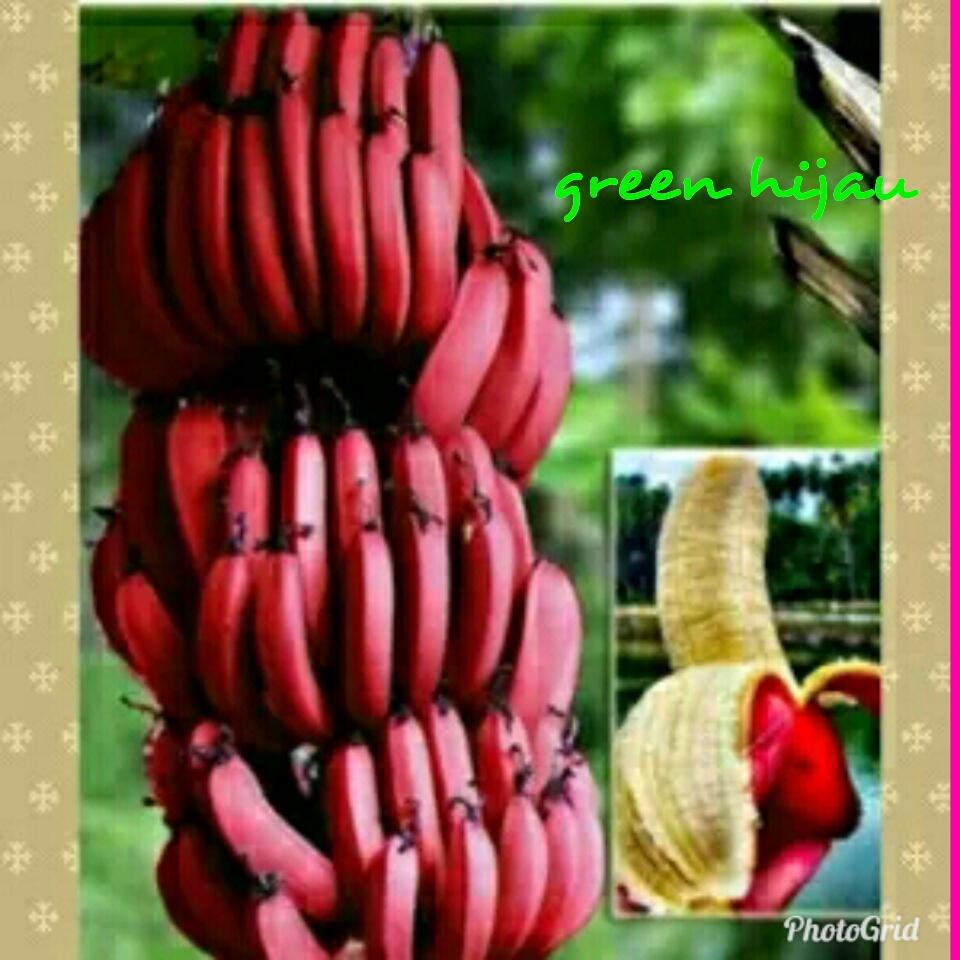 Bibit pisang merah