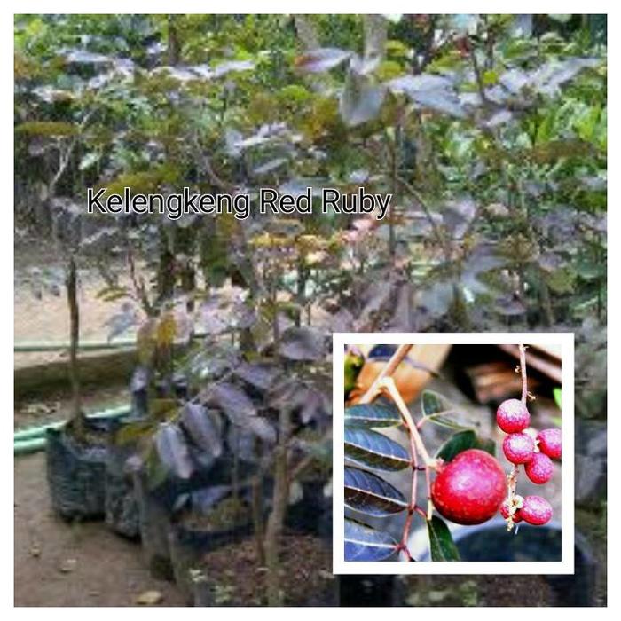 Bibit Kelengkeng Merah