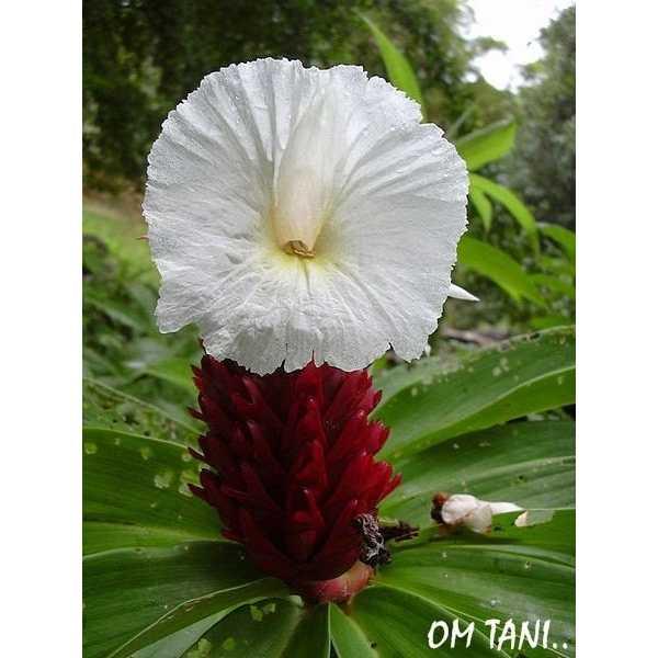 Best Seller!!! Bibit / Benih / Seeds Herb Pacing Untuk Kesehatan Unik Murah Minimalis