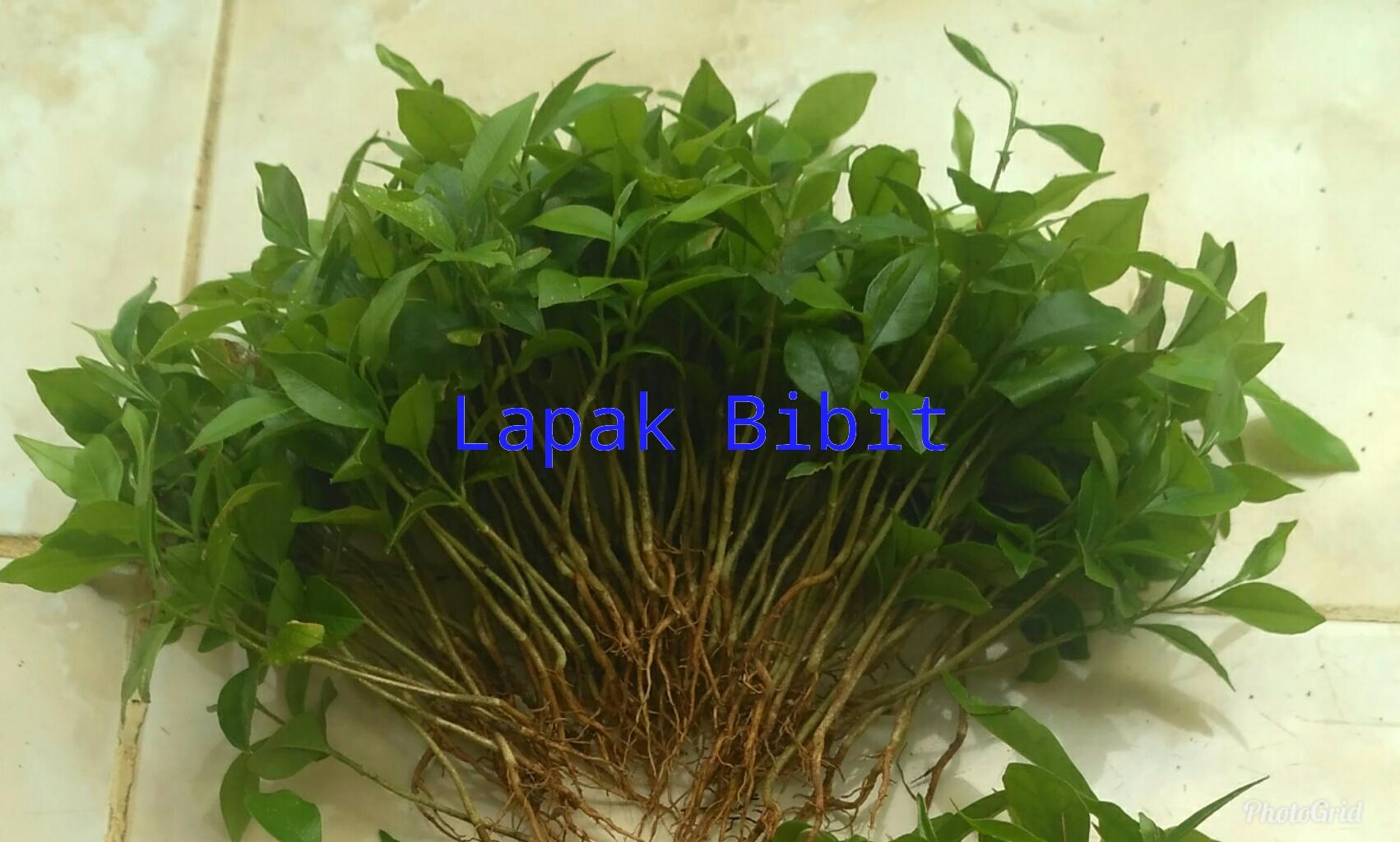 Bibit Gaharu Cabutan