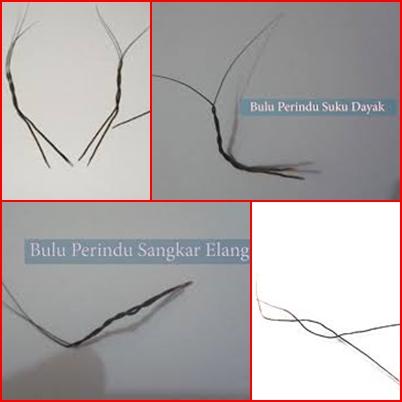 SEPASANG BULU PERINDU SANGKAR ELANG SUKU DAYAK