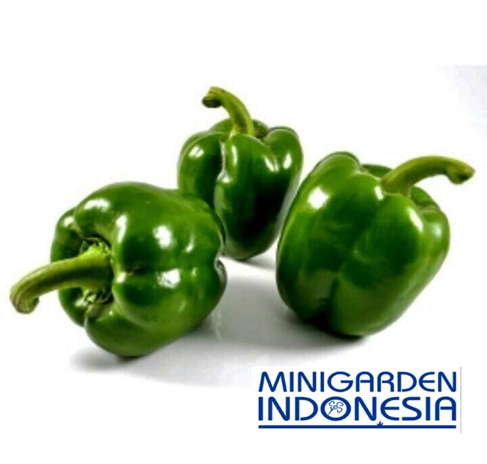 4 benih cabai Paprika hijau Beatuty Bell F1 bibit tanaman sayur sayuran cabe