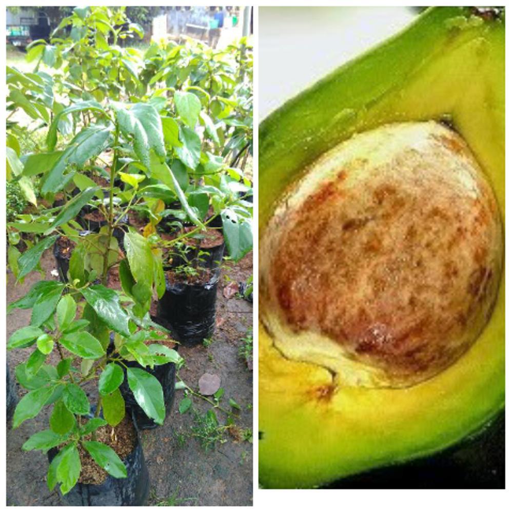 Bibit Alpukat Mentega