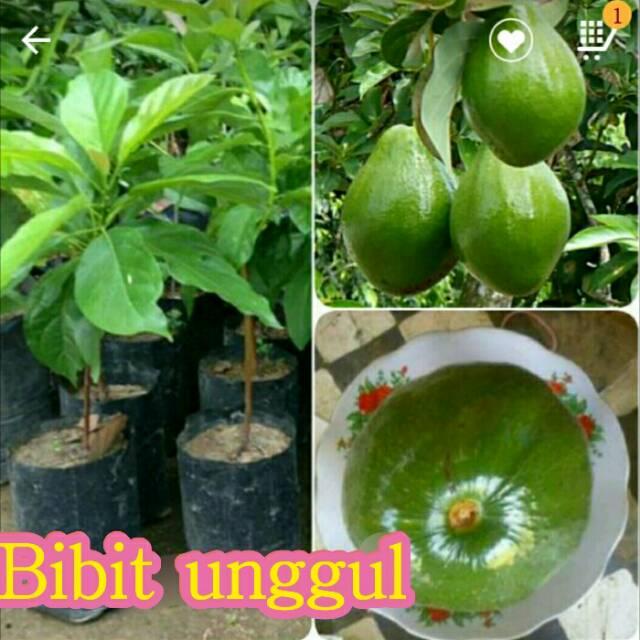 BIBIT BUAH ALPUKAT KENDIL UNGGUL