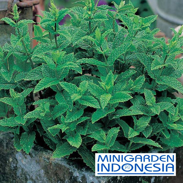 50 Benih Herbal Daun Mint F1 Mr. Fothergills Bibit tanaman obat sayur Sayuran herb