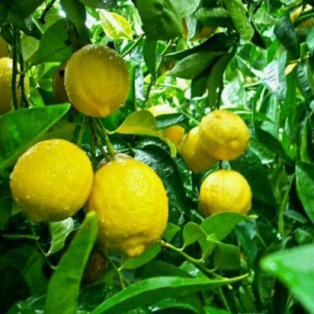 BIBIT BUAH JERUK LEMON TEA UNGGUL