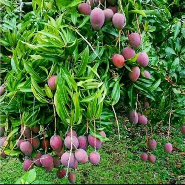 BIBIT BUAH MANGGA IRWIN SUPER UNGGUL BERBUAH LEBAT