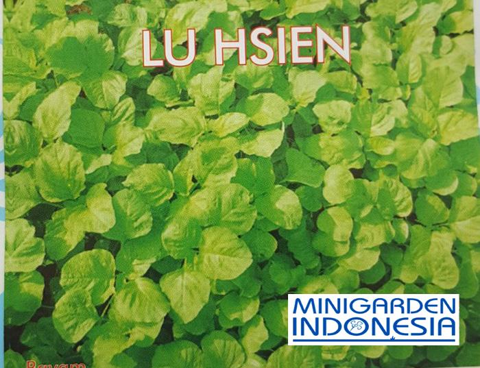 200 Benih Bayam Hijau Lu Hsien taiwan F1 bibit tanaman sayur sayuran hidroponik