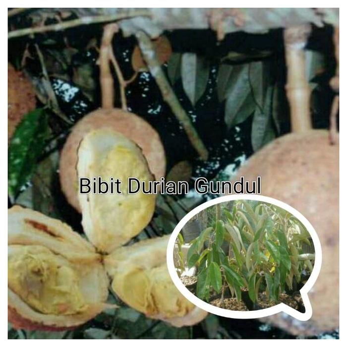 Bibit Durian Gundul