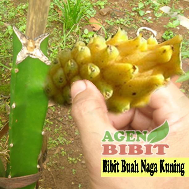 Bibit Buah Naga Kuning - Pohon Dragon Fruit Tanaman Super