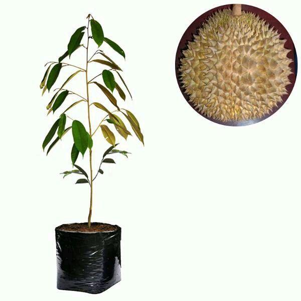 Bibit durian montong unggul