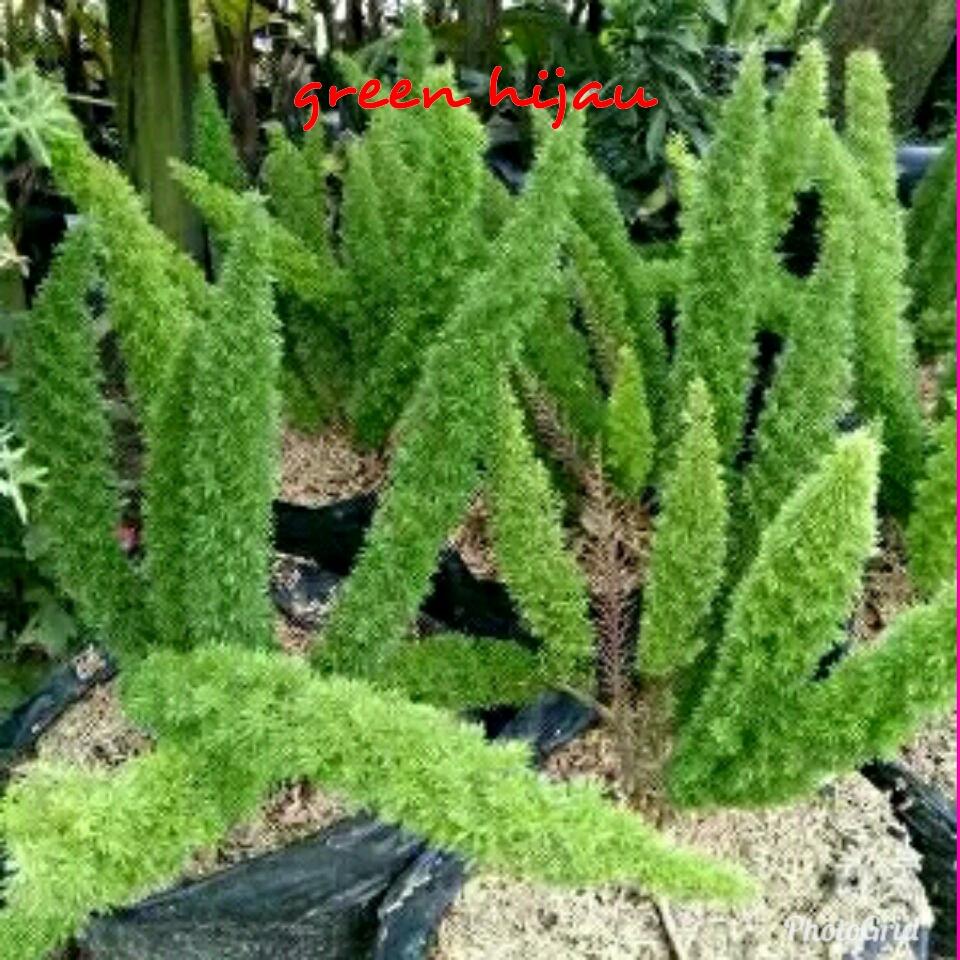 Bibit cemara ekor tupai