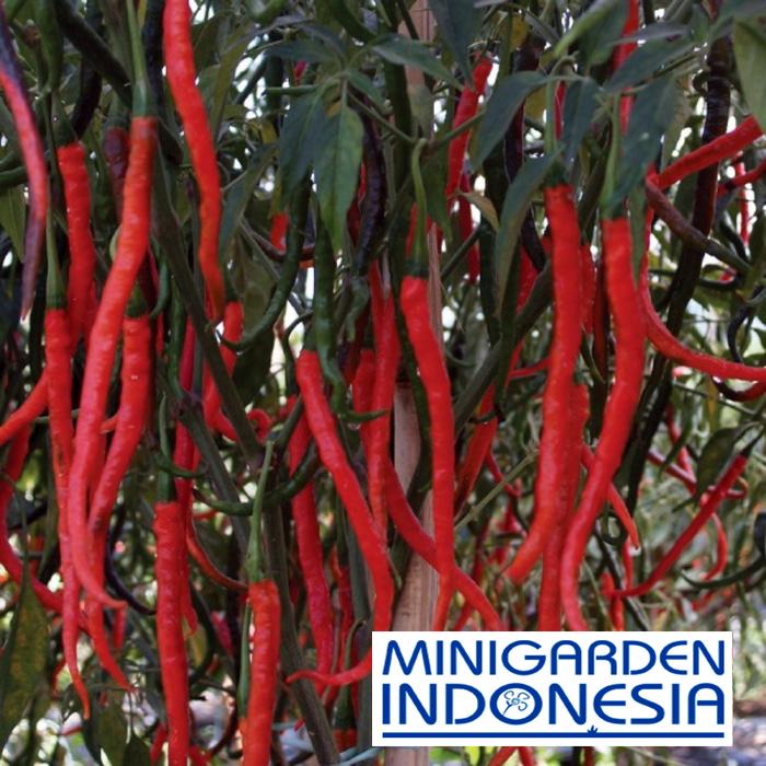 20 Benih Cabai Keriting Krida F1 bibit tanaman sayur sayuran cabe