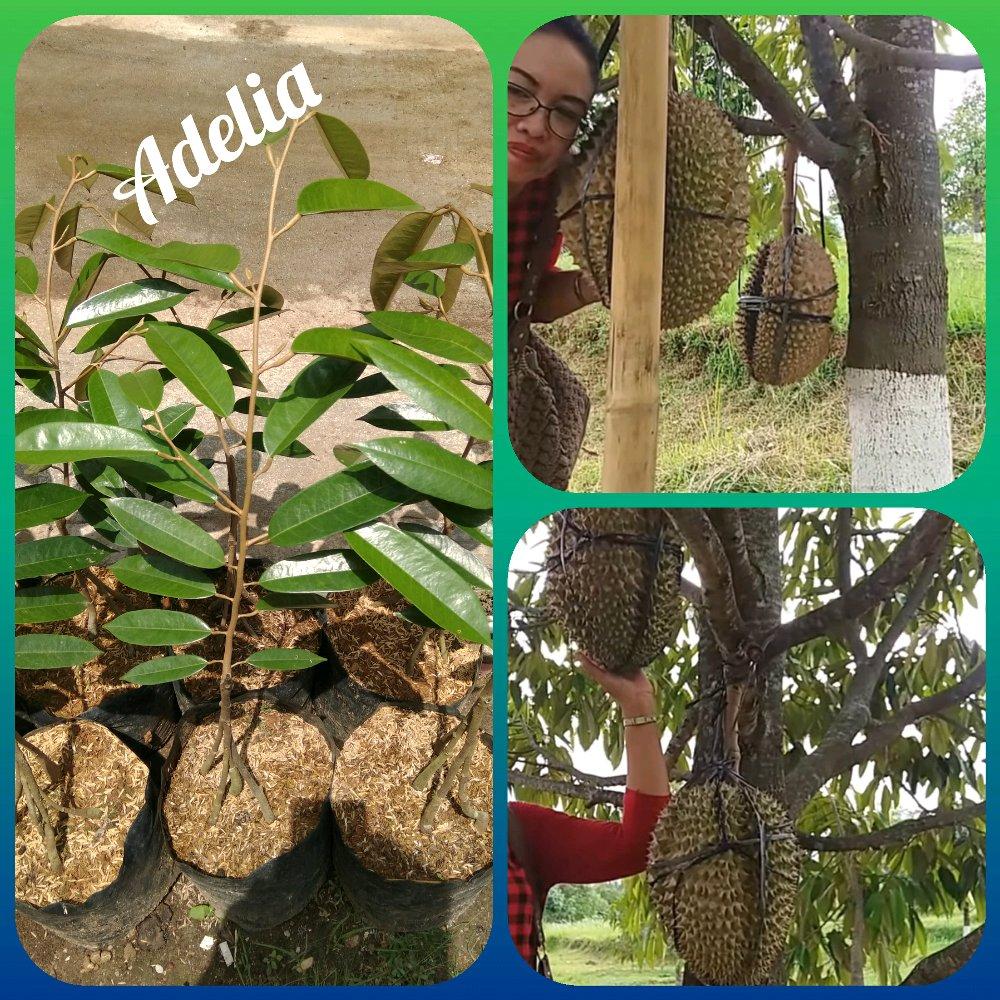 BIBIT DURIAN MONTONG KAKI 5