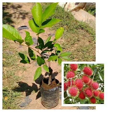 bibit rambutan rapiah SUPER