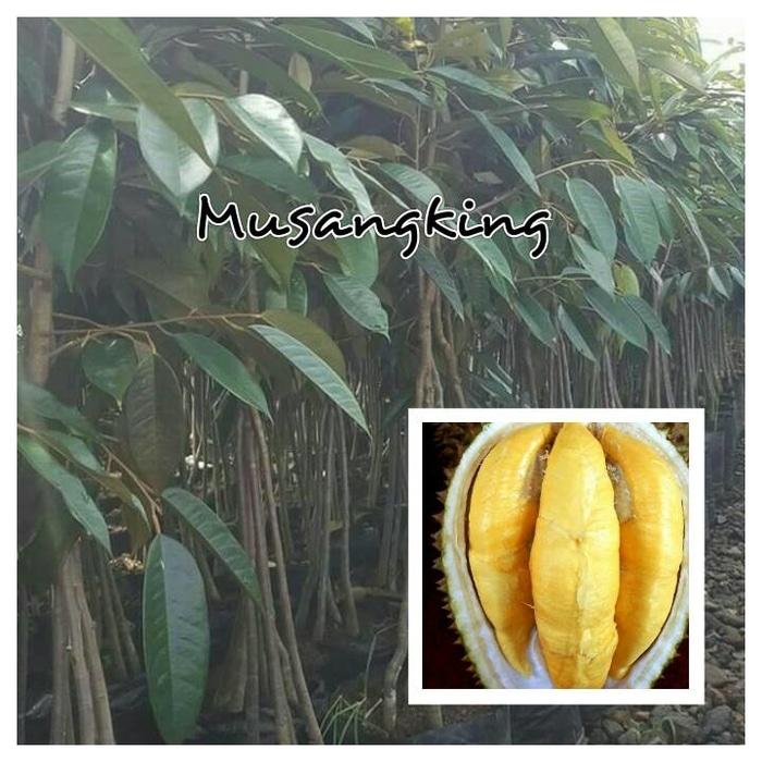 Bibit Durian Musangking Kaki 4