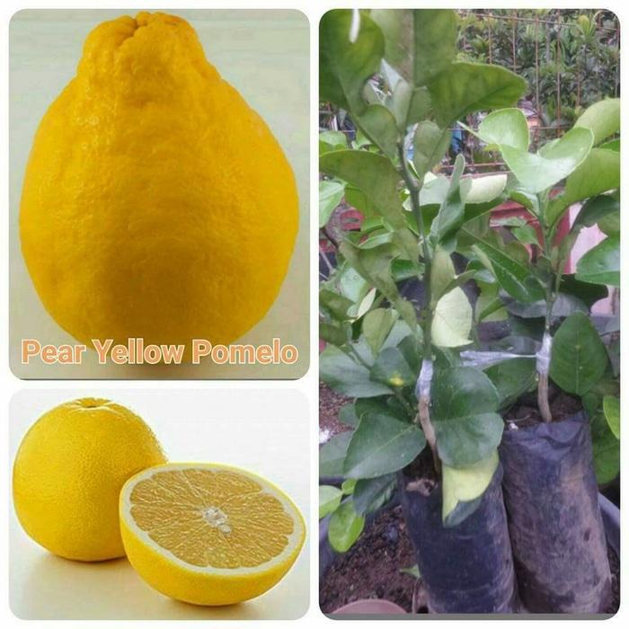 Bibit Pamelo Kuning Thailand
