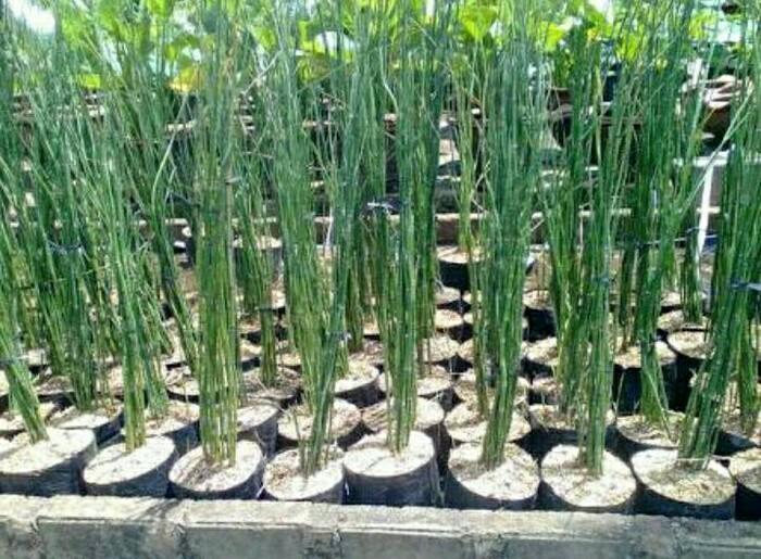 Bibit Tanaman Bambu Air