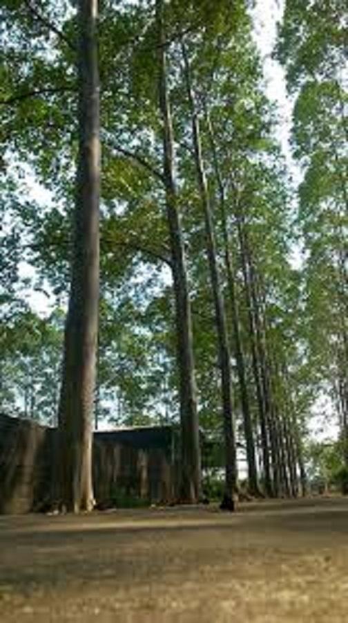 Bibit Pohon Eucalyptus Deglupta