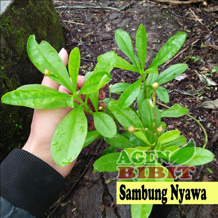 Bibit Tanaman Sambung Nyawa - Daun Sambung Nyawa - Daun Obat Herbal