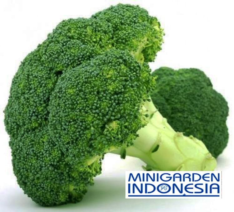 25 Bibit Benih Tanaman Brokoli Hibrida GREEN SUPER F1
