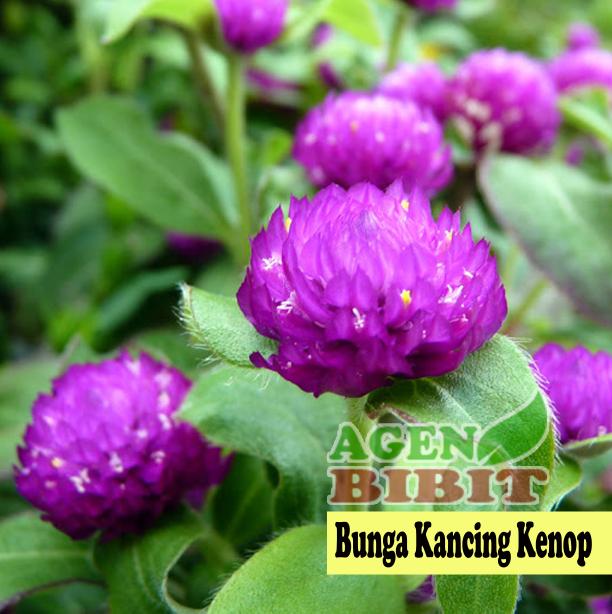 Tanaman Hias Bunga Kancing Kenop - Bibit Pohon Gomphrena Globosa