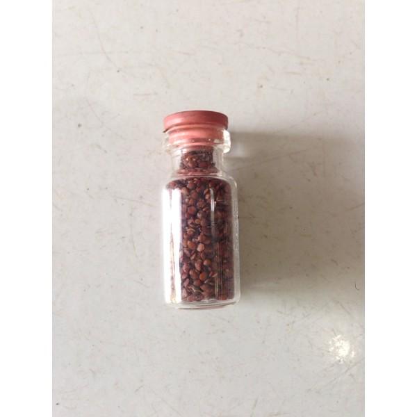 Aquarium Aquascape Seed Mini Dwarf Bibit Carpet NEW