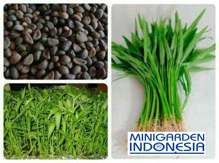 500 Benih Kangkung Wallet Bibit Tanaman Sayuran Hidroponik
