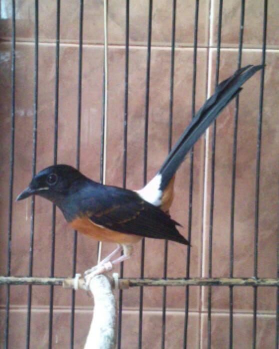 Anakan Jantan Murai Batu Medan