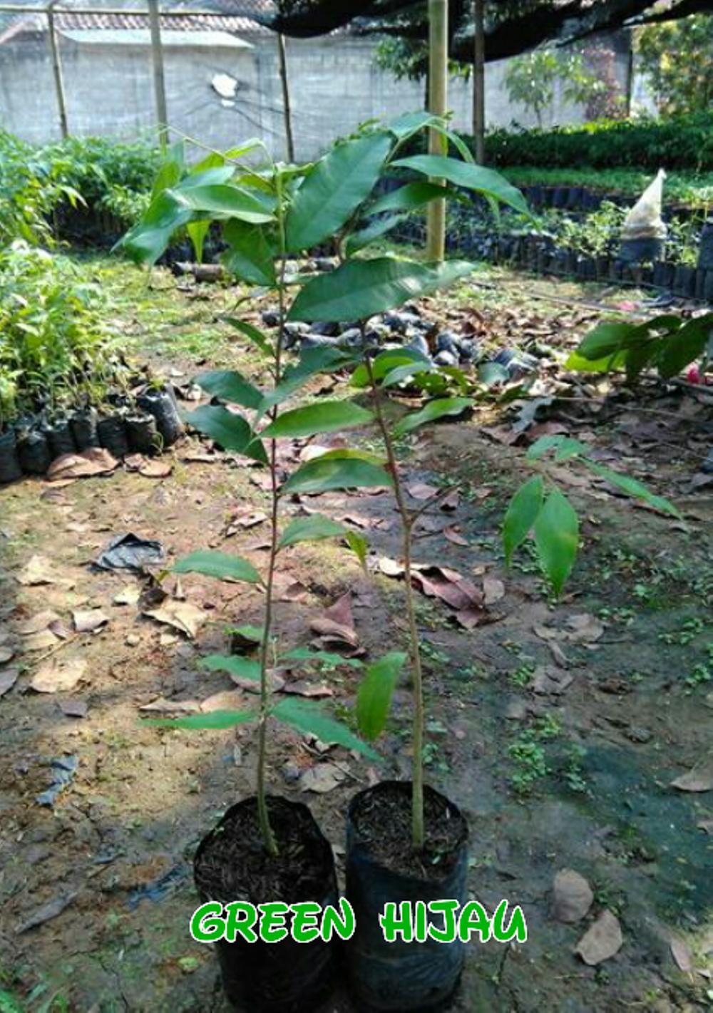 Bibit Gaharu Malacensis