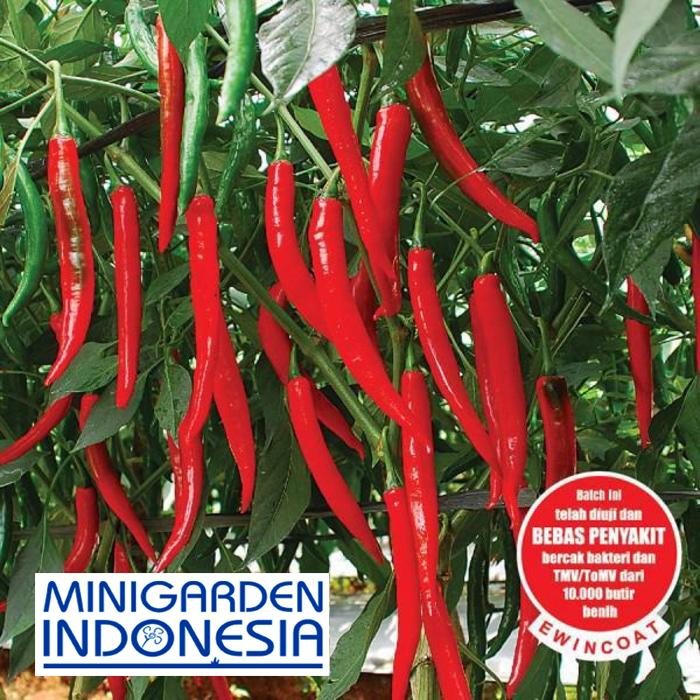 20 Benih Cabai Besar Hibrida Astina F1 bibit tanaman sayur sayuran cabe hijau / merah