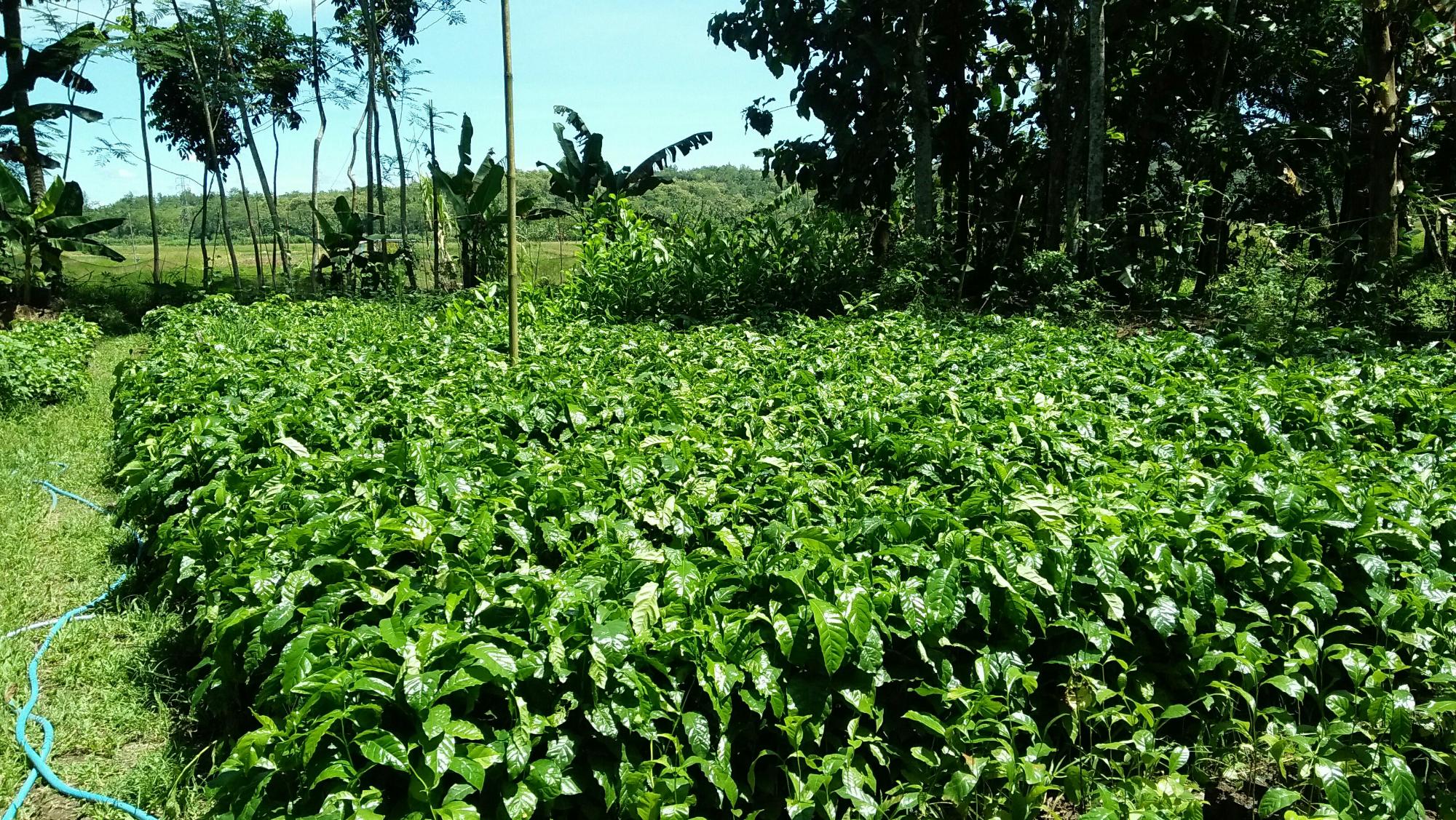 Bibit kopi arabika unggul