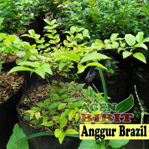 Bibit Anggur Hitam Brazil - Pohon Buah Anggur Hitam Jaboticaba