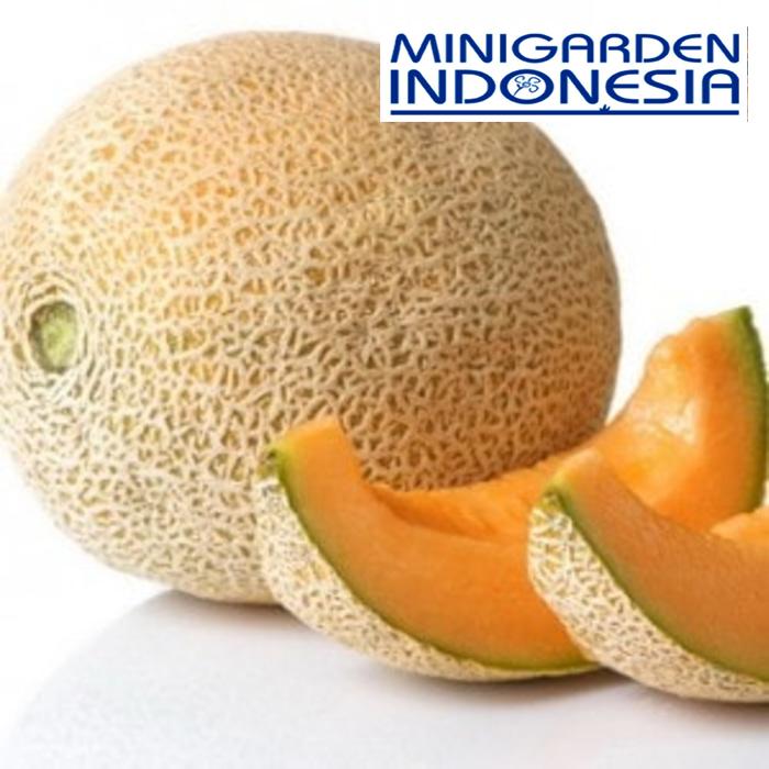 2 benih F1 buah Melon Red Aroma bibit tanaman buah buahan