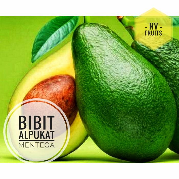 Bibit Buah Alpukat Mentega