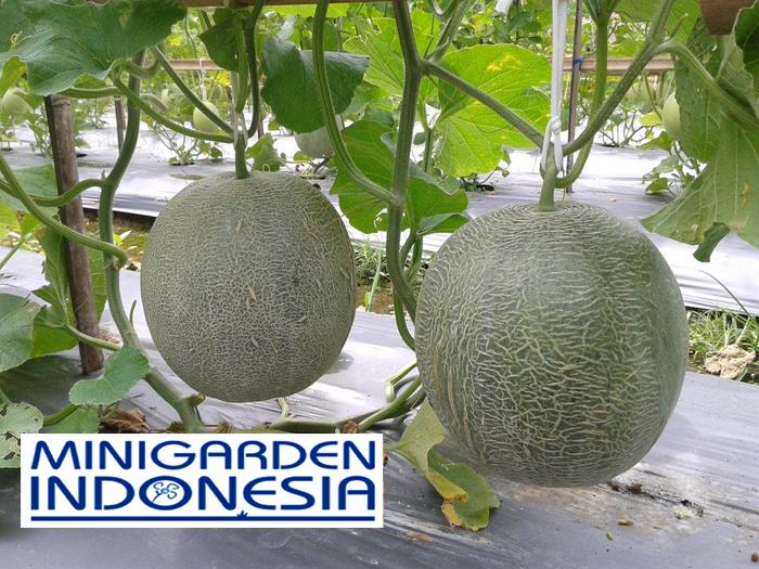 2 Benih buah Rock Melon Hibrida MADESTA F1 Tahan Virus bibit tanaman