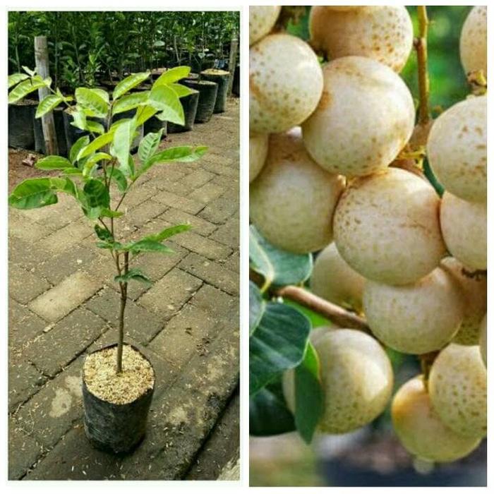 Bibit Kelengkeng Aroma Durian