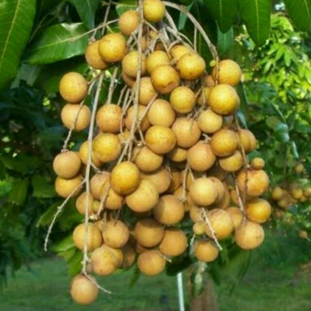 BIBIT BUAH KELENGKENG KRISTAL UNGGUL
