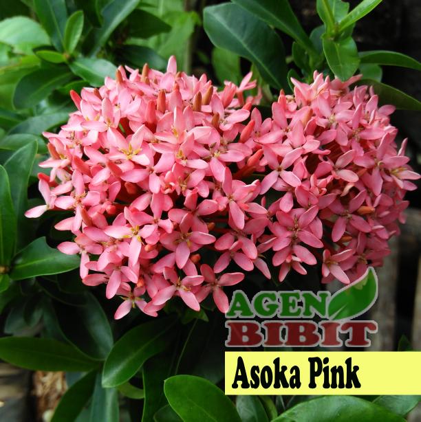 Tanaman Hias Bunga Asoka Soka Pink Saraca Indica - Pohon Bibit