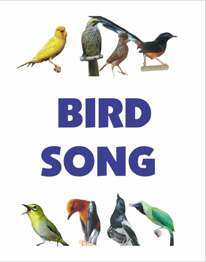 Promo Terpopuler Bird Song (Speaker MP3 masteran isian burung kicau)