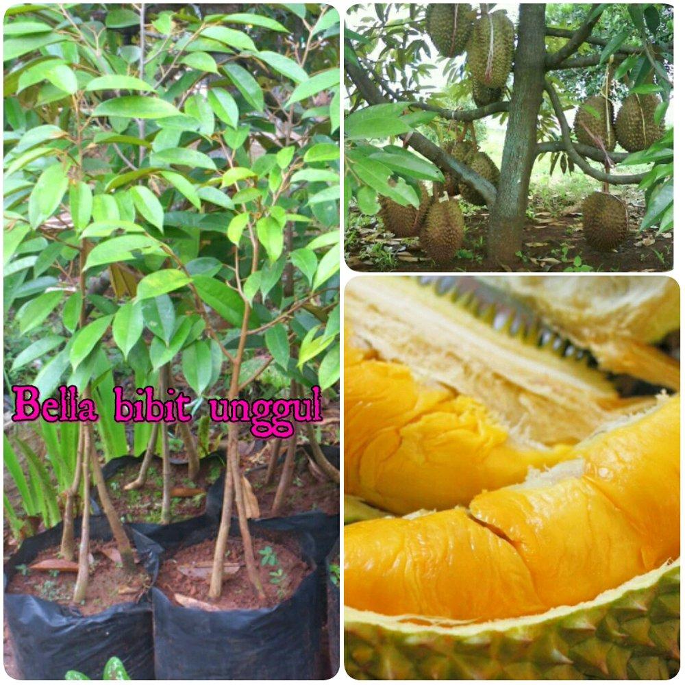 Bibit durian musangking kaki 3